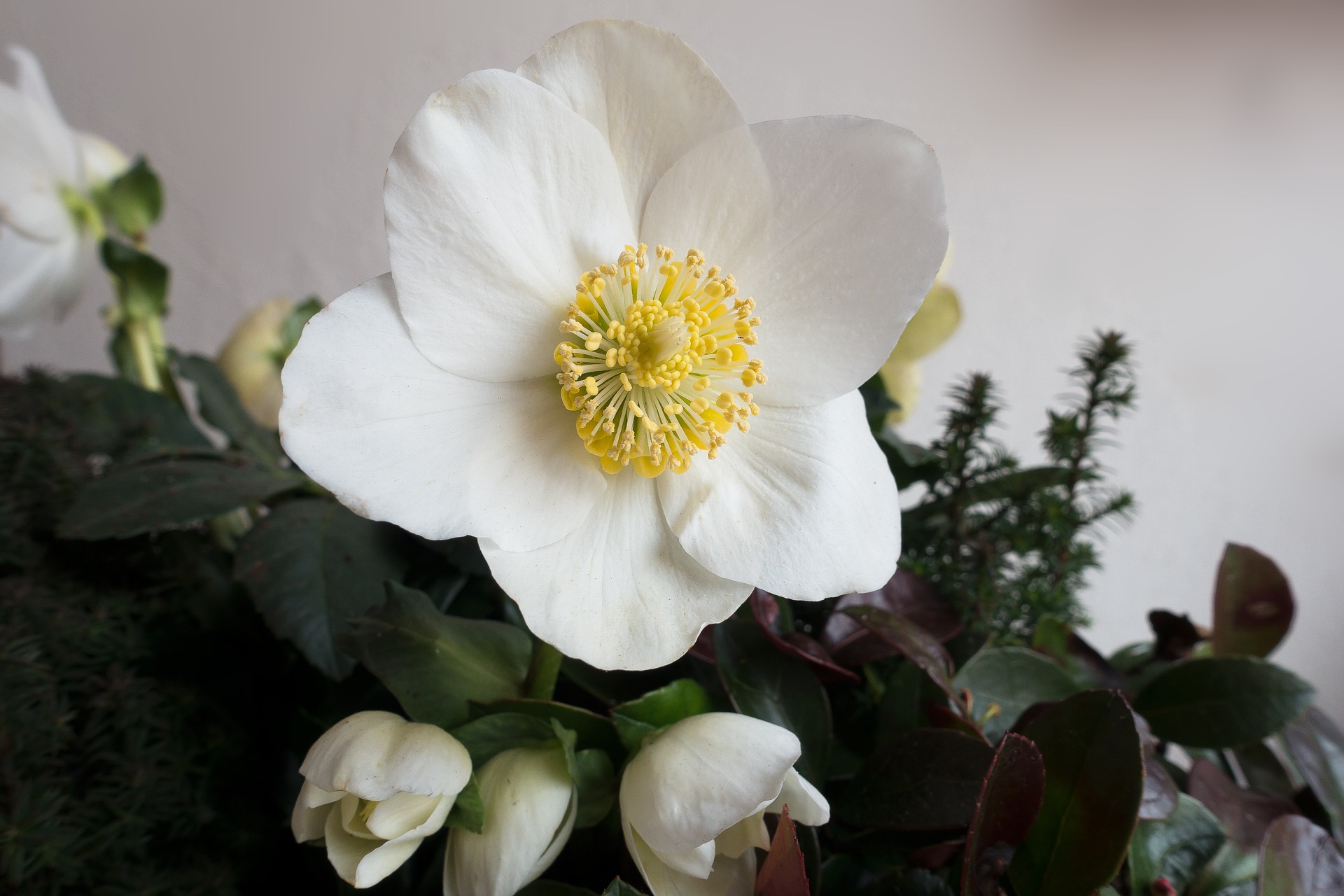 クリスマスローズの花言葉の意味 由来 誕生花 花言葉のシャルロー