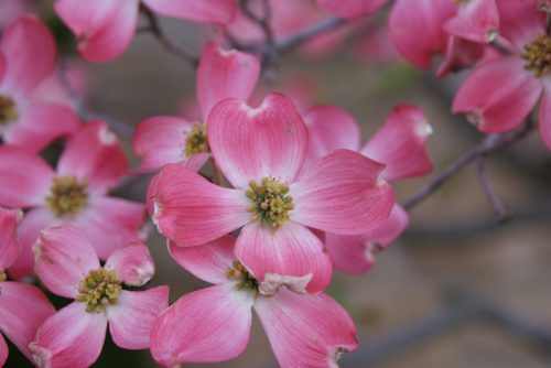 木蓮 モクレン の花言葉の意味 由来 誕生花 花言葉のシャルロー