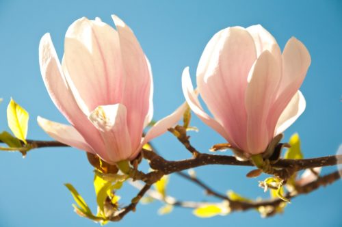 木蓮 モクレン の花言葉の意味 由来 誕生花 花言葉のシャルロー