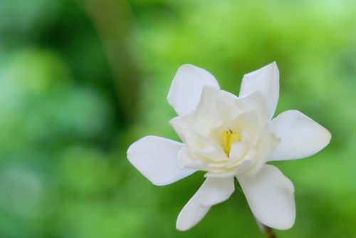 クチナシの花言葉の意味 由来 誕生花 花言葉のシャルロー
