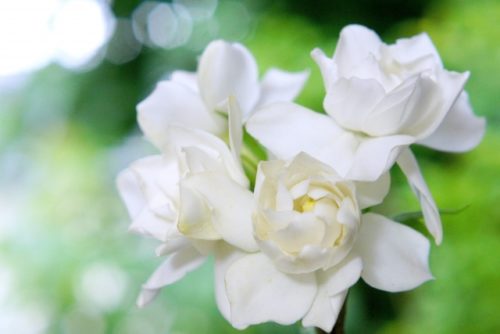 クチナシの花言葉の意味 由来 誕生花 花言葉のシャルロー