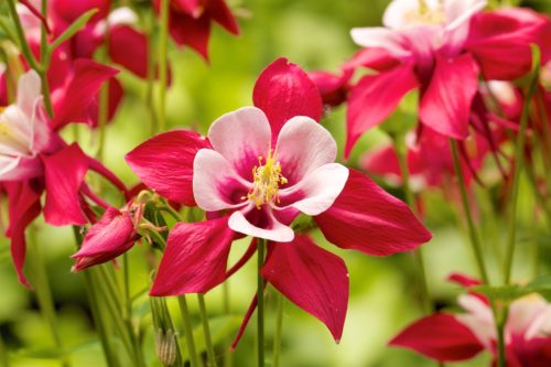 美しい花の画像 無料印刷可能コロンバイン 花