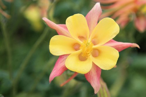 オダマキの花言葉の意味 由来 誕生花 花言葉のシャルロー