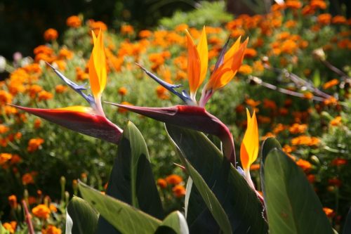 ストレリチアの花言葉の意味 由来 誕生花 花言葉のシャルロー