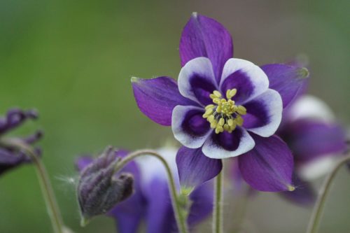 アイビー ヘデラ の花言葉の意味 由来 誕生花 花言葉のシャルロー