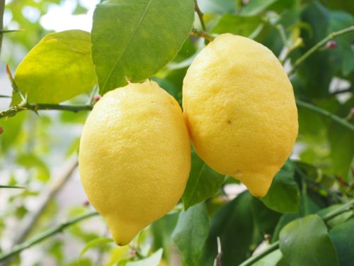 レモンの花言葉の意味 由来 誕生花 花言葉のシャルロー