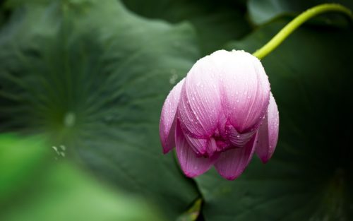 蓮 ハス の花言葉の意味 由来 誕生花 花言葉のシャルロー