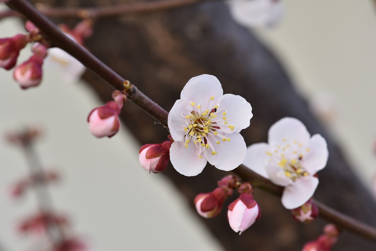 梅（ウメ）の花言葉の意味・由来・誕生花｜花言葉のシャルロー