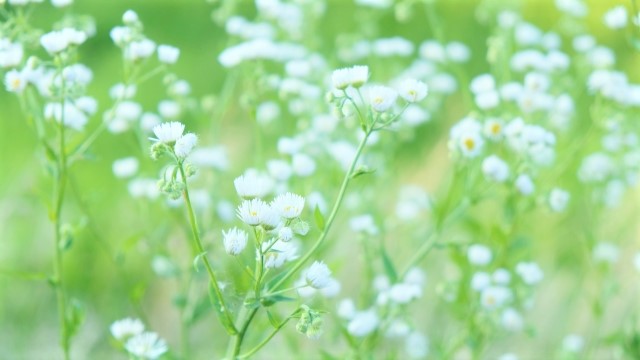 アマリリス ベラドンナリリー の花言葉の意味 由来 誕生花 花言葉のシャルロー