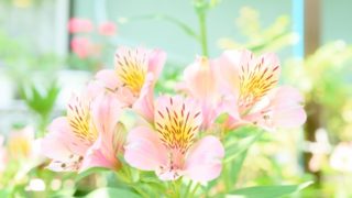 アイビー ヘデラ の花言葉の意味 由来 誕生花 花言葉のシャルロー