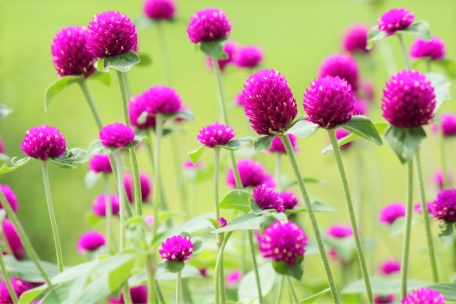 センニチコウ 千日紅 の花言葉の意味 由来 誕生花 花言葉のシャルロー