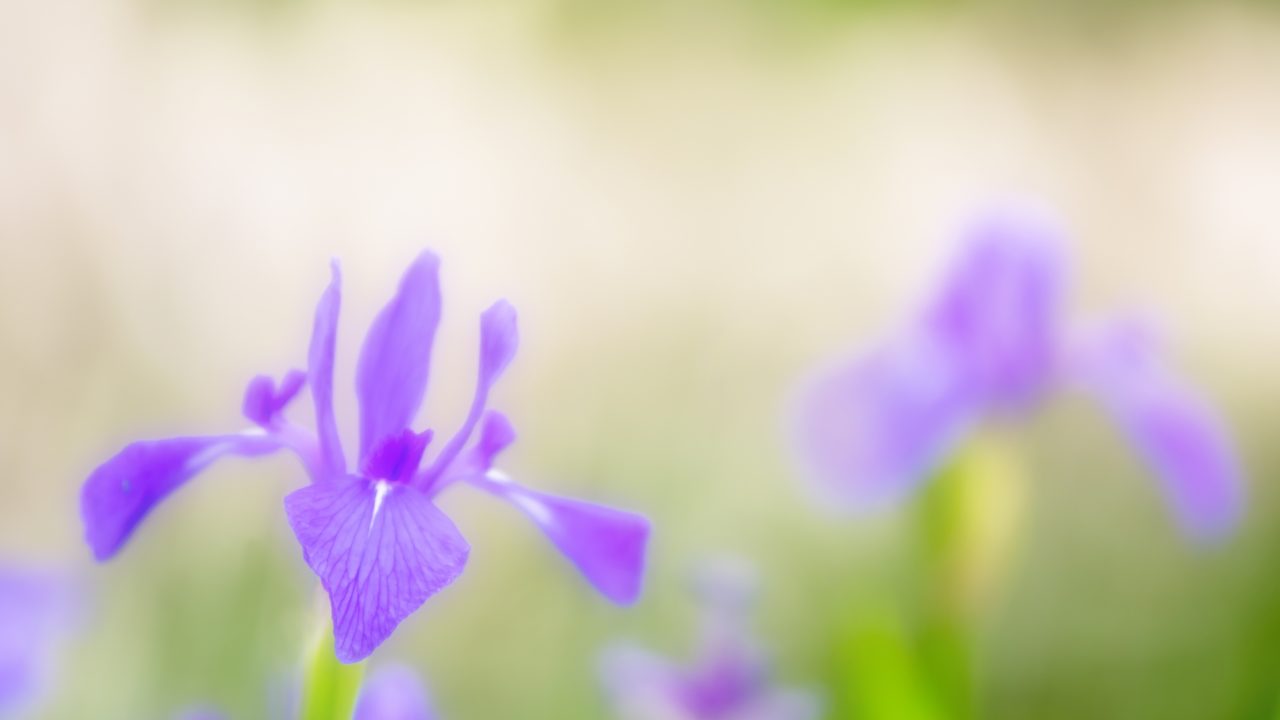 カキツバタ 燕子花 杜若 の花言葉の意味 由来 誕生花 花言葉のシャルロー