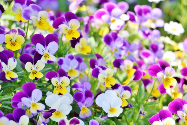 ビオラ 三色スミレ の花言葉の意味 由来 誕生花 花言葉のシャルロー