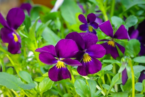 ビオラ 三色スミレ の花言葉の意味 由来 誕生花 花言葉のシャルロー