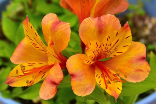 アルストロメリアの花言葉の意味 由来 誕生花 花言葉のシャルロー