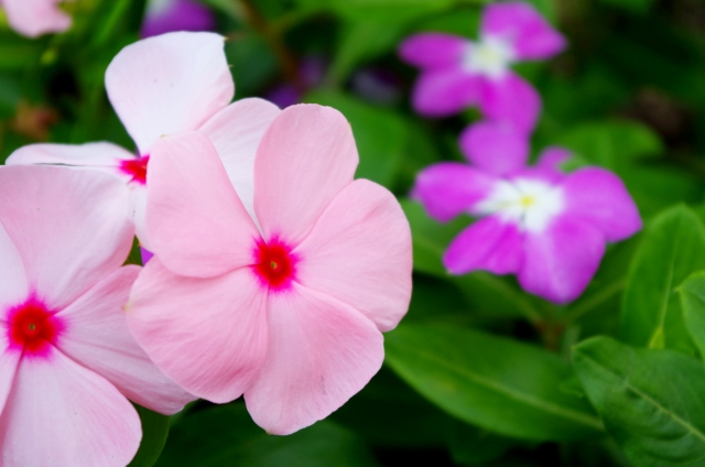 ニチニチソウの花言葉の意味 由来 誕生花 花言葉のシャルロー