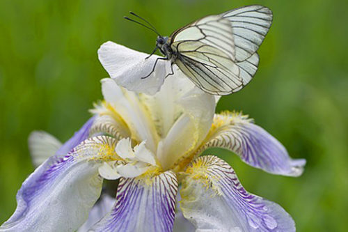 アイリス 西洋菖蒲 の花言葉の意味 由来 誕生花 花言葉のシャルロー