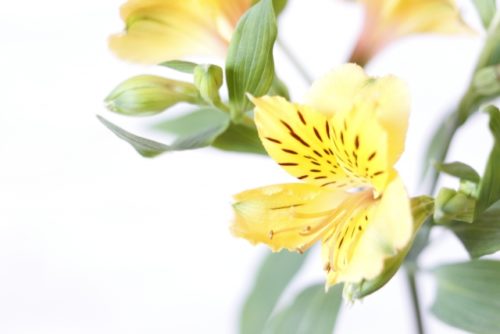 アルストロメリアの花言葉の意味 由来 誕生花 花言葉のシャルロー