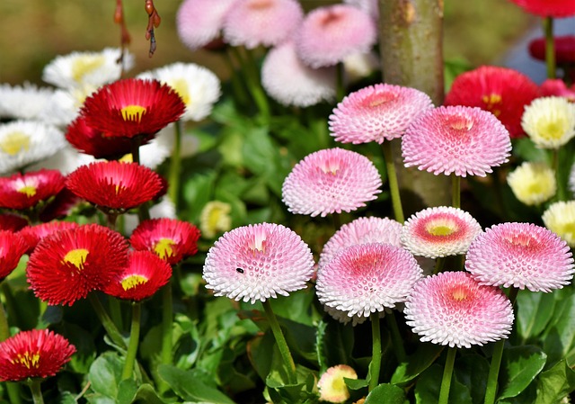 デイジー ヒナギク の花言葉の意味 由来 誕生花 花言葉のシャルロー
