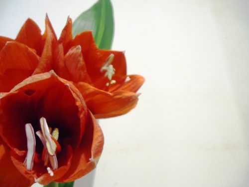 アマリリス ベラドンナリリー の花言葉の意味 由来 誕生花 花言葉のシャルロー