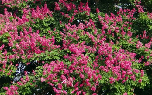 サルスベリ 百日紅 の花言葉の意味 由来 誕生花 花言葉のシャルロー