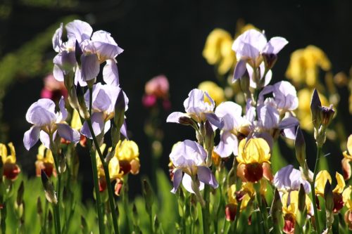 アイリス 西洋菖蒲 の花言葉の意味 由来 誕生花 花言葉のシャルロー