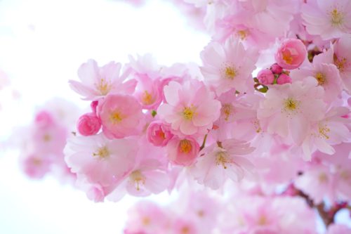 楓 かえで の花言葉の意味 由来 誕生花 花言葉のシャルロー