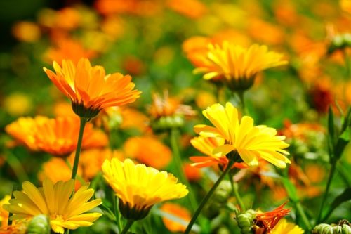 キンセンカの花言葉の意味 由来 誕生花 花言葉のシャルロー