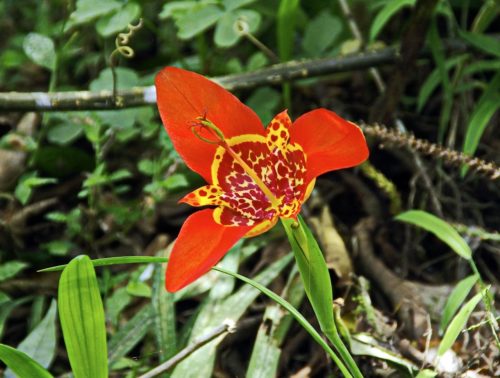 チグリジア タイガーリリー の花言葉の意味 由来 誕生花 花言葉のシャルロー