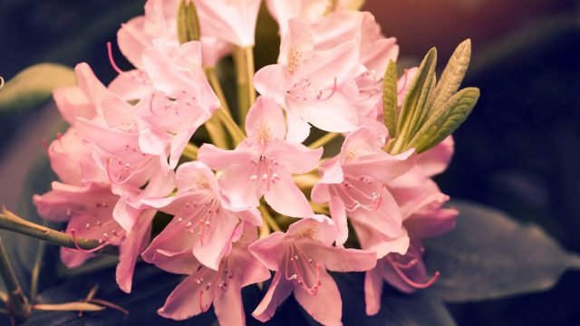 カランコエの花言葉の由来 意味 誕生花 花言葉のシャルロー