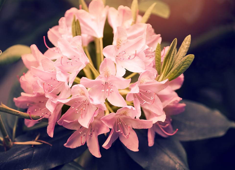 シャクナゲの花言葉の意味 由来 誕生花 花言葉のシャルロー