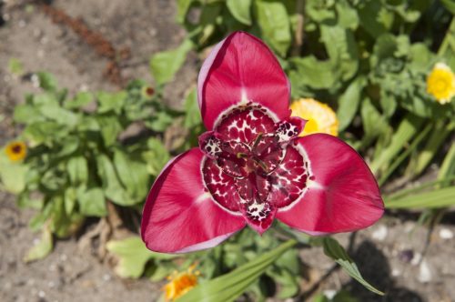 チグリジア タイガーリリー の花言葉の意味 由来 誕生花 花言葉のシャルロー