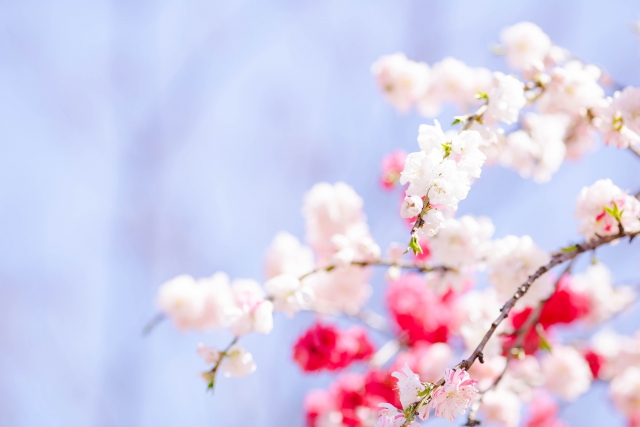 桃の花言葉の意味 由来 誕生花 花言葉のシャルロー