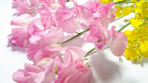 スイートピーの花言葉の意味 由来 誕生花 花言葉のシャルロー