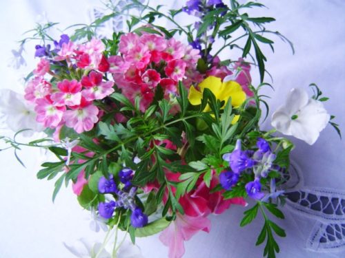 ロベリアの花言葉の意味 由来 誕生花 花言葉のシャルロー