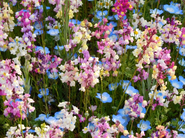 最新 リナリア 花言葉 怖い リナリア 花言葉 怖い