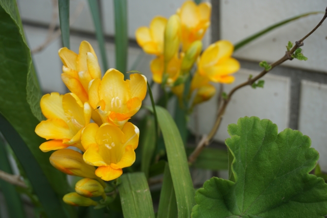 フリージアの花言葉の意味 由来 誕生花 花言葉のシャルロー