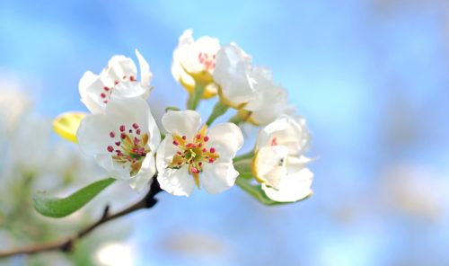りんご 林檎 の花言葉の由来 意味 誕生花 花言葉のシャルロー