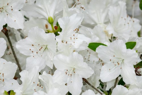 アザレア 西洋ツツジ の花言葉の由来 意味 誕生花 花言葉のシャルロー