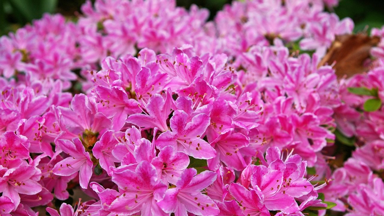アザレア 西洋ツツジ の花言葉の由来 意味 誕生花 花言葉のシャルロー