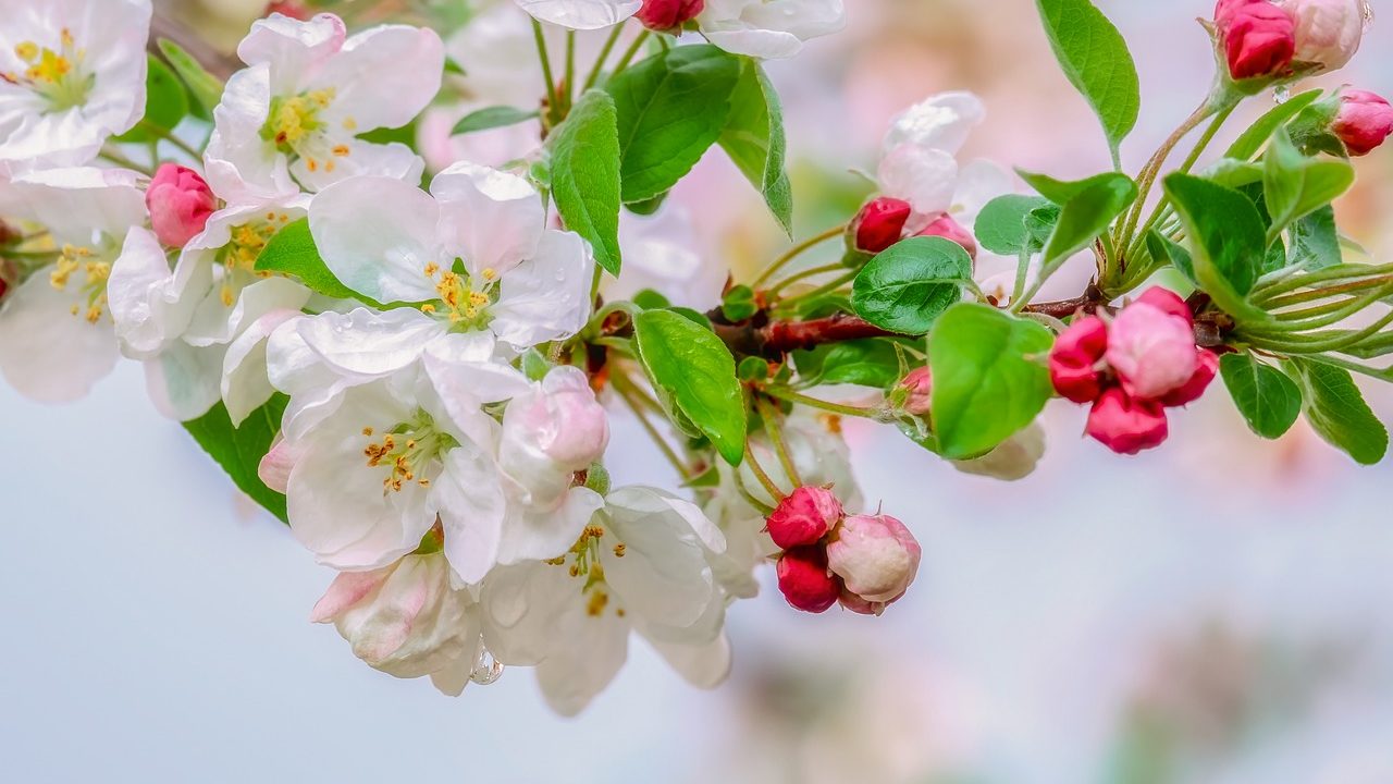 りんご 林檎 の花言葉の由来 意味 誕生花 花言葉のシャルロー