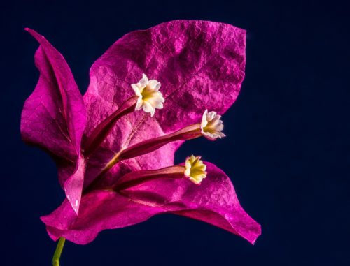 ブーゲンビリアの花言葉の由来 意味 誕生花 花言葉のシャルロー