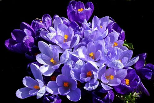 ロベリアの花言葉の意味 由来 誕生花 花言葉のシャルロー