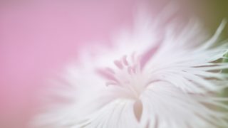 アイビー ヘデラ の花言葉の意味 由来 誕生花 花言葉のシャルロー