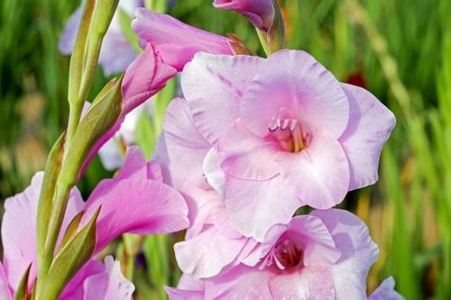 エーデルワイスの花言葉の意味 由来 誕生花 花言葉のシャルロー