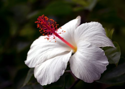 ハイビスカスの花言葉の由来 意味 誕生花 花言葉のシャルロー