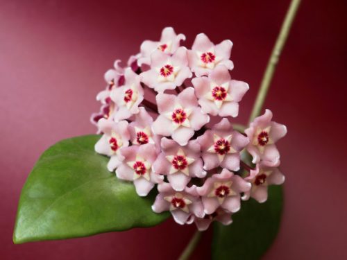 ランタナの花言葉の由来 意味 誕生花 花言葉のシャルロー