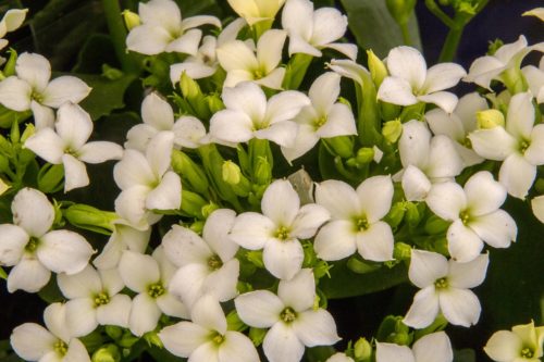 カランコエの花言葉の由来 意味 誕生花 花言葉のシャルロー