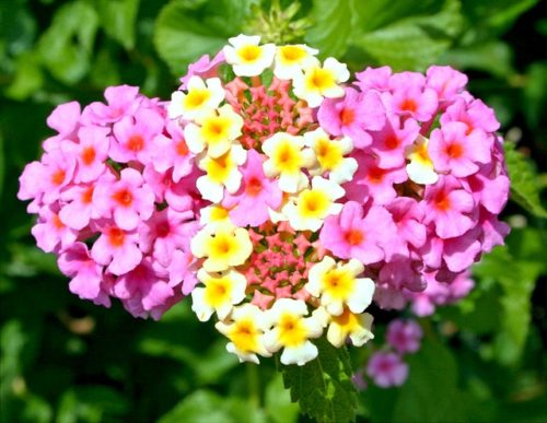 バーベナの花言葉の意味 由来 誕生花 花言葉のシャルロー