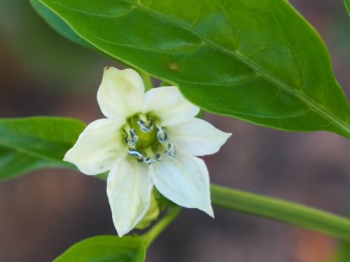 パプリカの花言葉の由来 意味 誕生花 花言葉のシャルロー